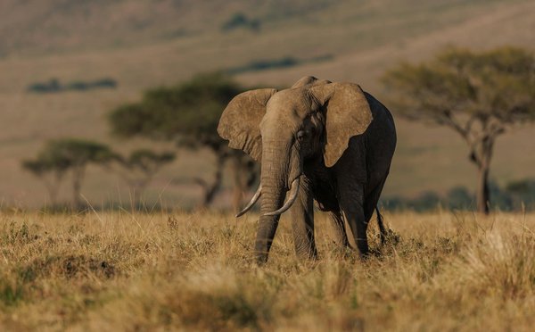 Comment participer à un safari pour observer les Big Five en Afrique du Sud : parcs et astuces ?